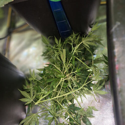 Growreport Bild 6
