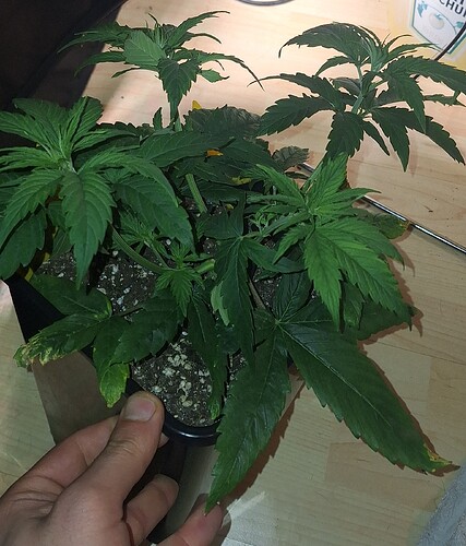Growreport Bild 1