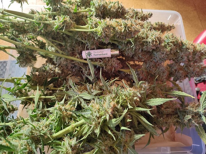 Growreport Bild 2
