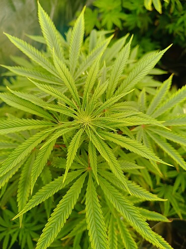 Growreport Bild 2