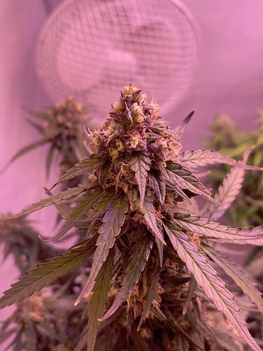 Growreport Bild 28