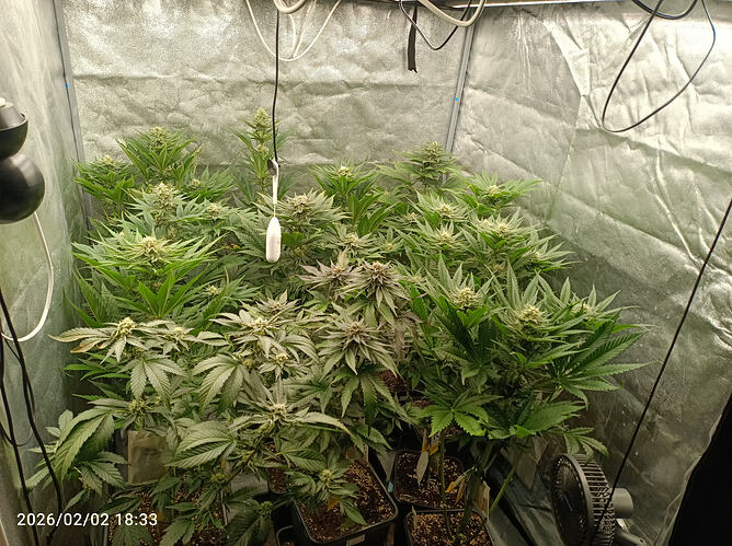 Growreport Bild 1