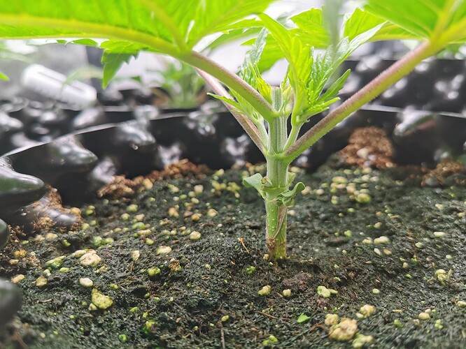 Growreport Bild 7