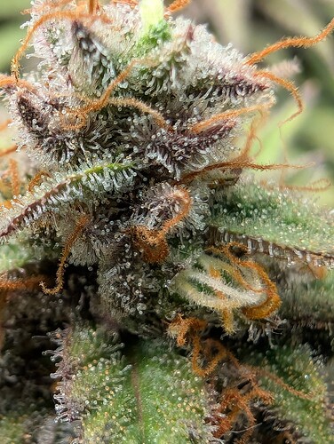 Growreport Bild 11