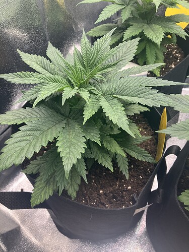 Growreport Bild 6