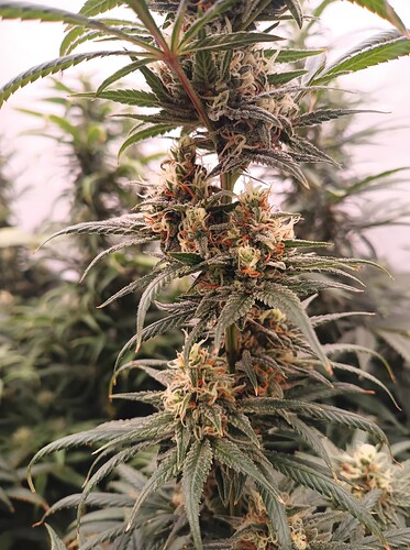 Growreport Bild 36