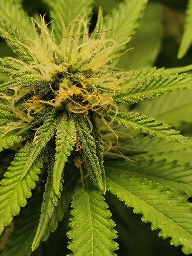 Growreport Bild 3