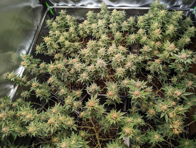 Growreport Bild 4