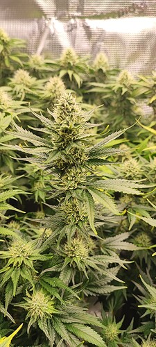 Growreport Bild 3