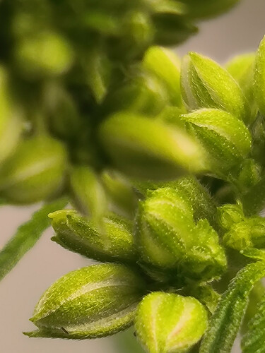 Growreport Bild 5