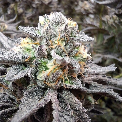 Growreport Bild 43