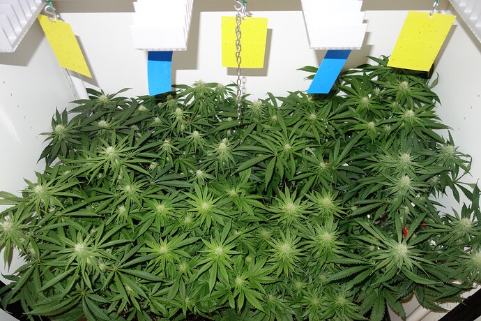 Growreport Bild 5