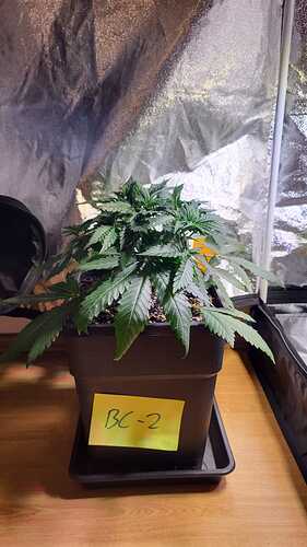 Growreport Bild 25
