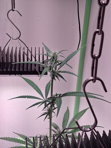 Growreport Bild 177