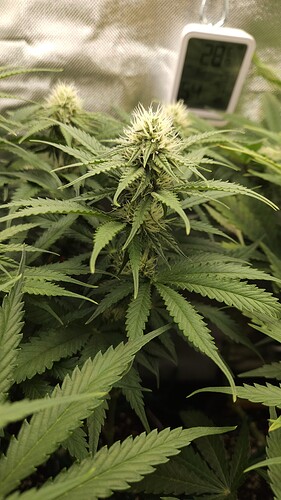 Growreport Bild 8