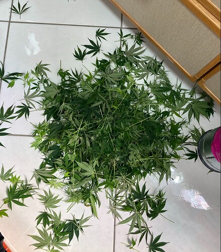 Growreport Bild 5