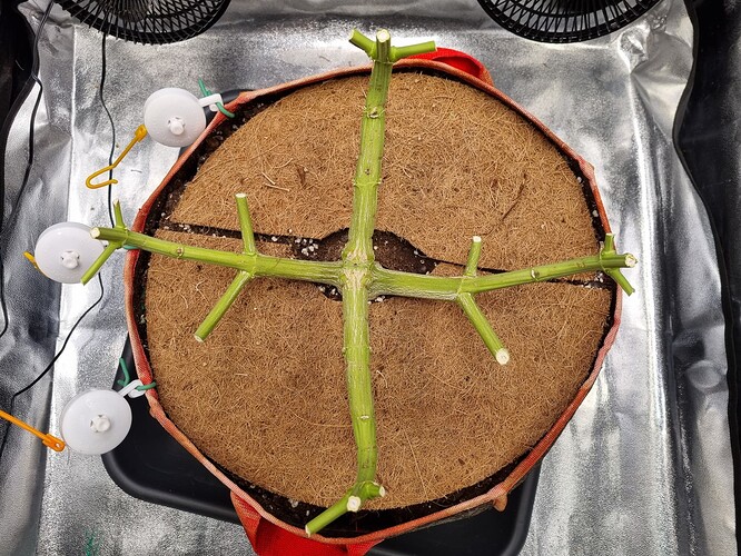 Growreport Bild 7