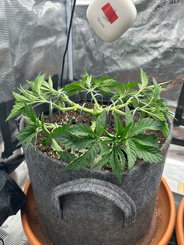Growreport Bild 13