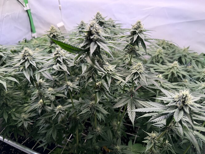 Growreport Bild 6