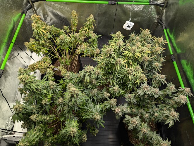 Growreport Bild 29