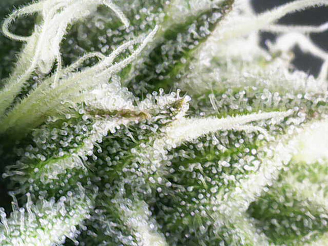 Growreport Bild 11