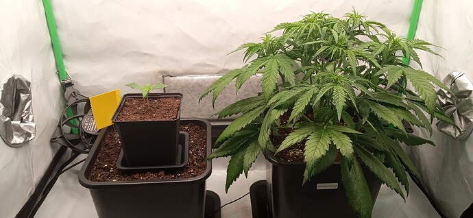 Growreport Bild 2