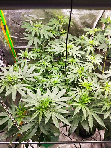 Growreport Bild 3