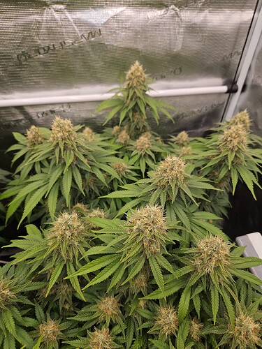 Growreport Bild 15