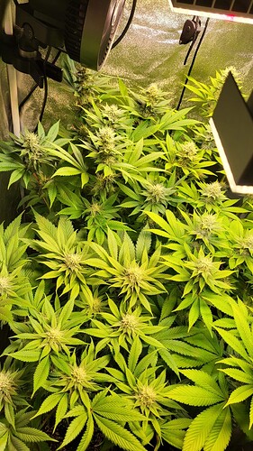 Draufsicht auf zwei blühende Cannabispflanzen in einem Growzelt unter LED-Beleuchtung.