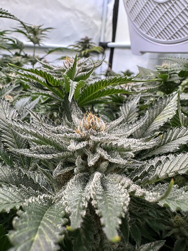 Growreport Bild 2