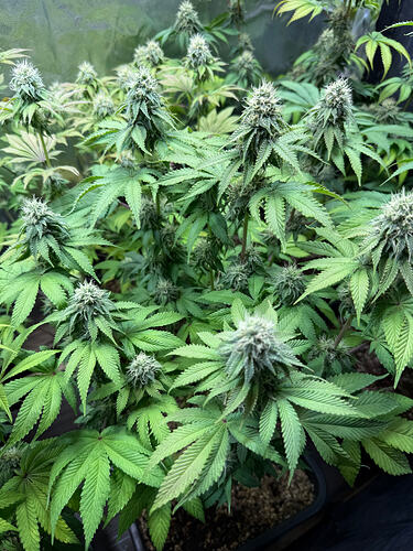 Growreport Bild 15
