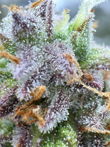 Growreport Bild 13