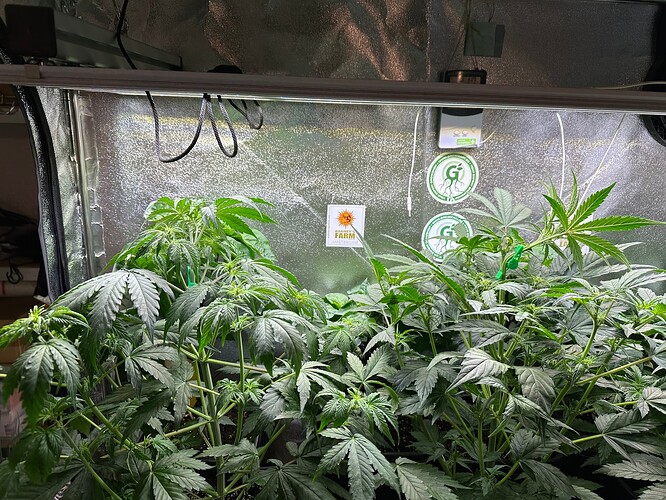 Growreport Bild 72