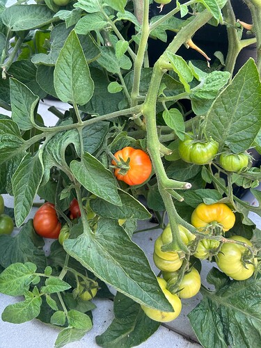 Growreport Bild 31