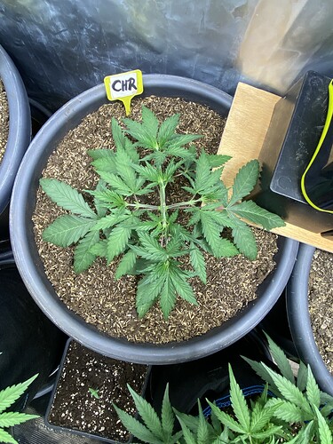 Growreport Bild 61