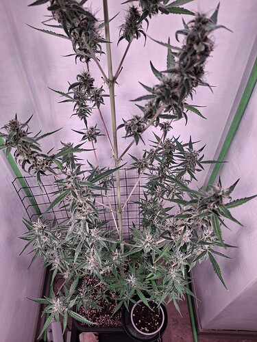 Growreport Bild 229