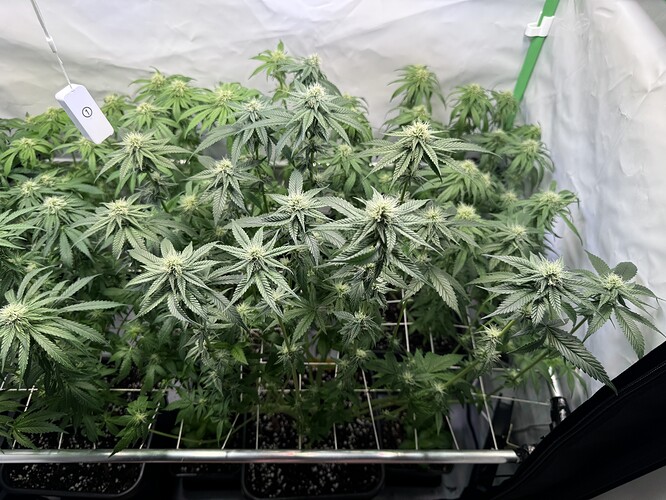 Growreport Bild 34