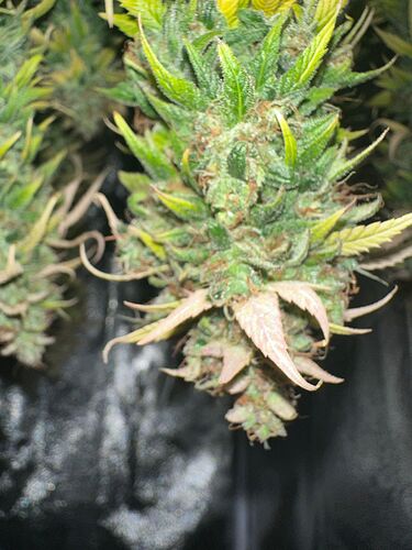 Growreport Bild 26