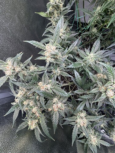 Growreport Bild 10
