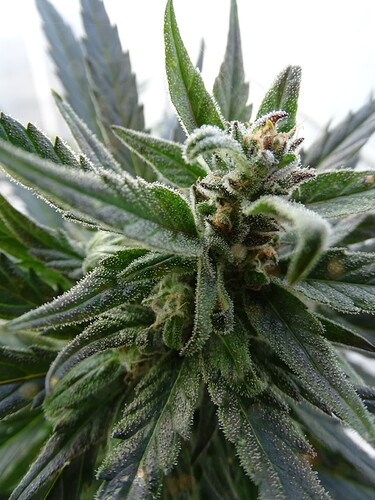 Growreport Bild 11