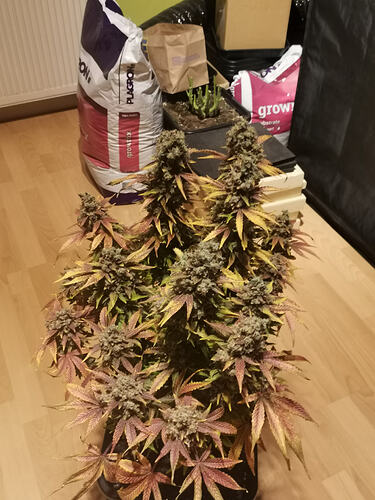 Growreport Bild 2