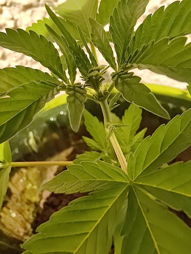 Growreport Bild 8
