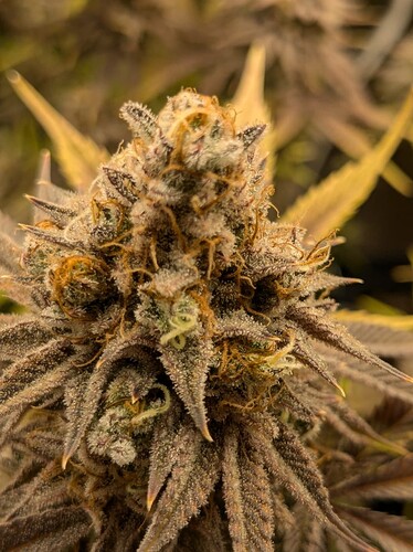 PXL_20240727_125146098.MP