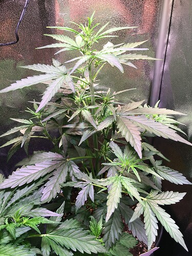 Growreport Bild 2