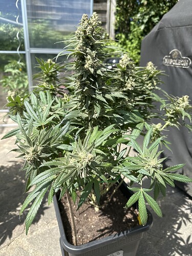 Growreport Bild 29