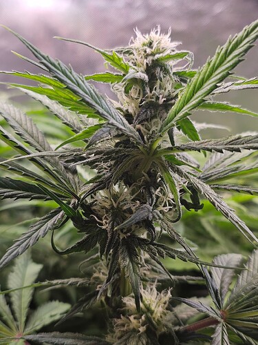 Growreport Bild 8