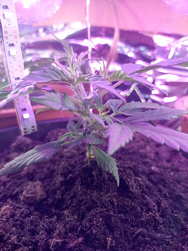 IMG_20240408_062531364