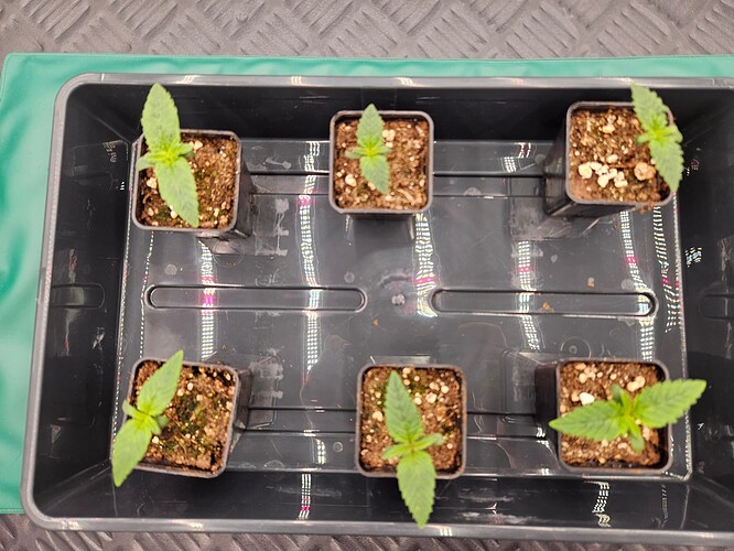 Growreport Bild 9