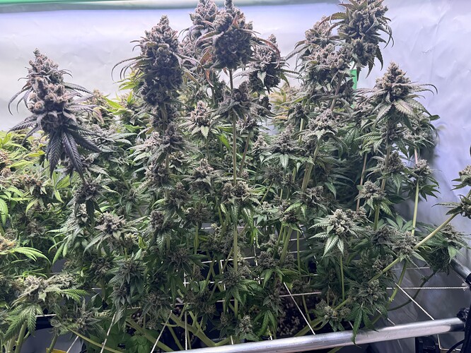 Growreport Bild 20