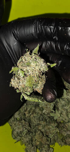 Growreport Bild 68
